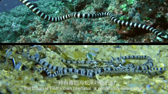 明日方舟绮良是什么动物 绮良动物原型介绍