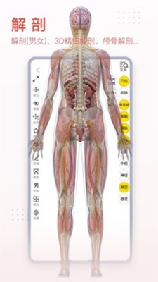 3Dbody解剖