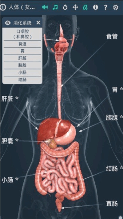 人体系统女性3D