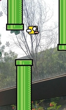 脸飞小鸟截图