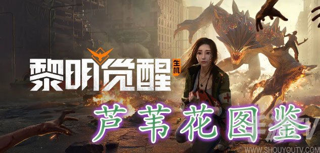黎明觉醒芦苇花藏宝图