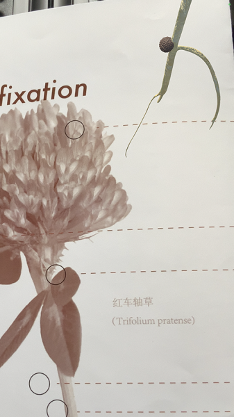 呼之欲出的植物园截图