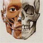 藝術家之3D解剖圖