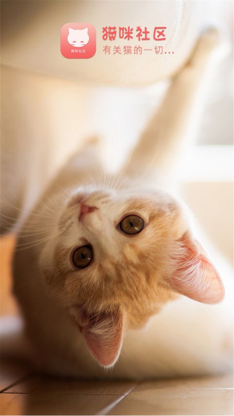 猫咪社区app官网入口进入