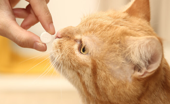猫咪打喷嚏吃什么药最有效