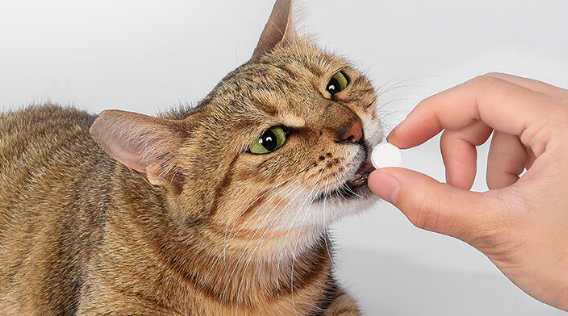 猫咪打喷嚏吃什么药最有效